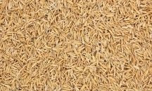 Лушпиння з рису